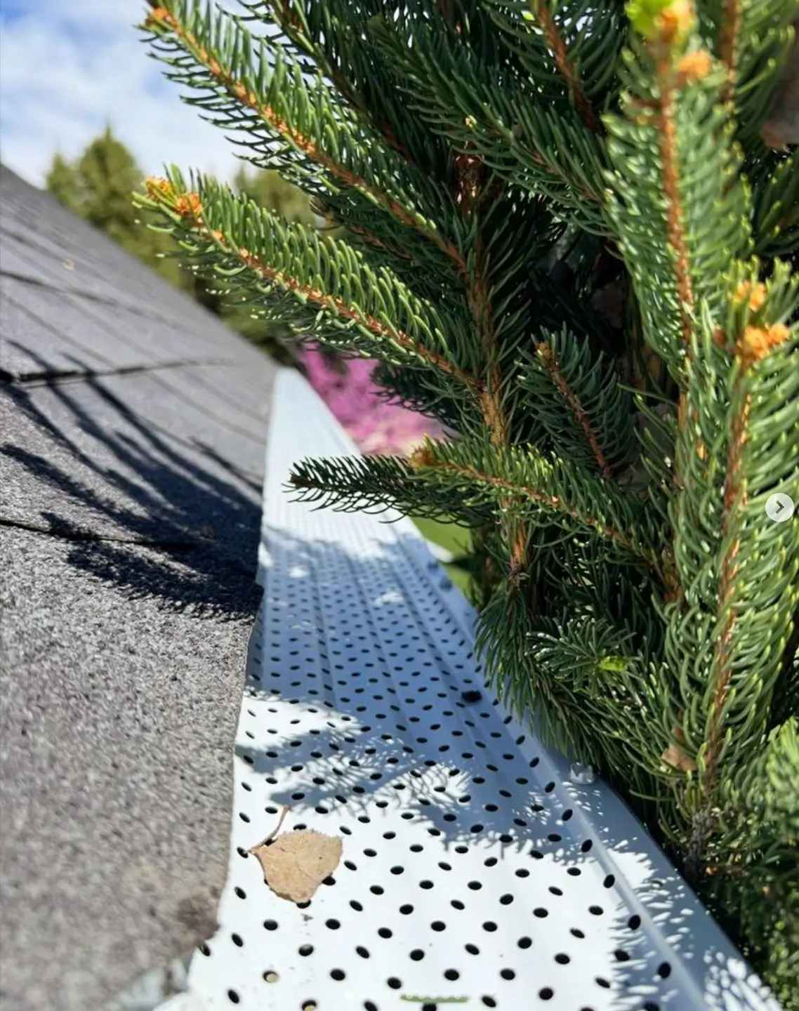 white bulldog leaf guards